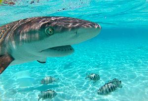 Voyage- Bora Bora Requin